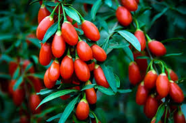 Bilecik'te deneme amaçlı dikilen "goji berry" fidanları ilk meyvelerini verdi